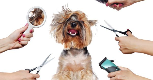 Pampered Pooches: The Art and Importance of Dog Grooming in Dubai