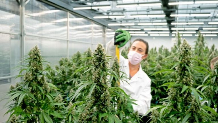 Exploring the Growth of Cannabis Seed Companies in the 21st Century